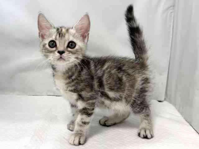 大阪府のアメリカンショートヘアー (ひごペットフレンドリー堺プラットプラット店/2026年2月6日生まれ/女の子/シルバーパッチドタビー)の子猫の2枚目の画像