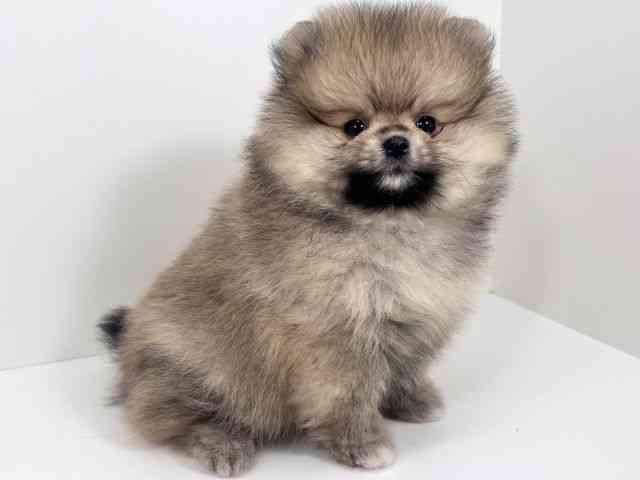 京都府のポメラニアン (ひごペットフレンドリーイズミヤショッピングセンター八幡店/2026年2月6日生まれ/女の子/オレンジ)の子犬の2枚目の画像