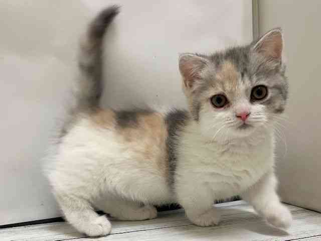 和歌山県のマンチカン (ひごペットフレンドリーパームシティ和歌山店/2026年2月3日生まれ/女の子/ブルーシルバーパッチドマッカレルタビー＆ホワイト)の子猫の2枚目の画像