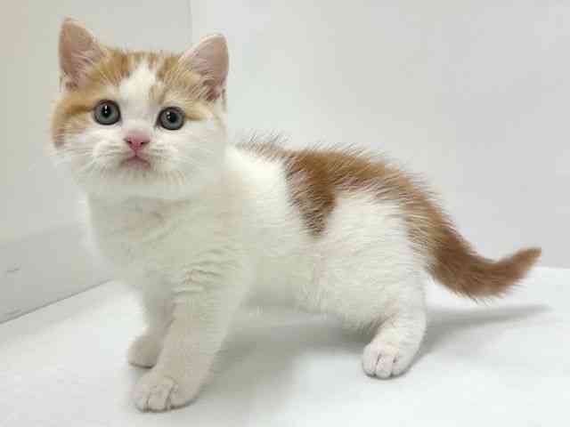 大阪府のスコティッシュフォールド (ひごペットフレンドリーアクロスプラザ住之江店/2026年2月6日生まれ/男の子/レッドタビーホワイト)の子猫の2枚目の画像