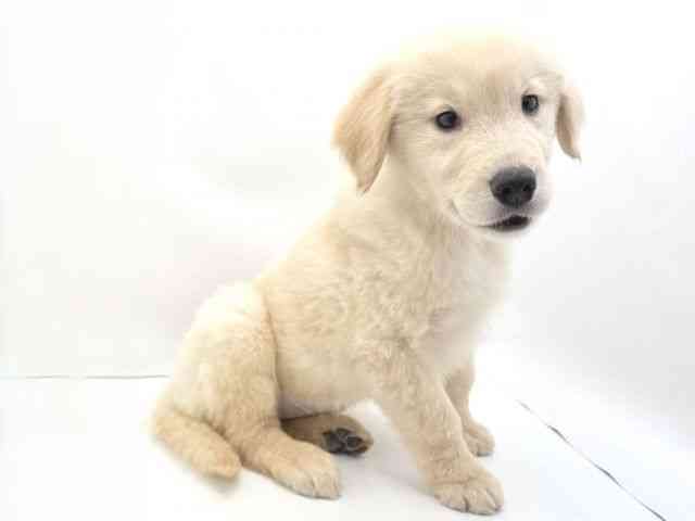 兵庫県のゴールデンレトリバー (ひごペットフレンドリークラウンパーク伊丹店/2026年1月31日生まれ/男の子/ゴールデン)の子犬の2枚目の画像