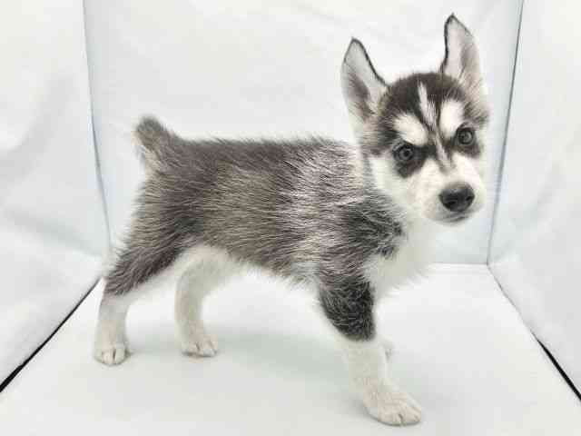 大阪府のシベリアンハスキー (ひごペットフレンドリーイトーヨーカドー津久野店/2026年2月7日生まれ/男の子/ブラックホワイト)の子犬の2枚目の画像