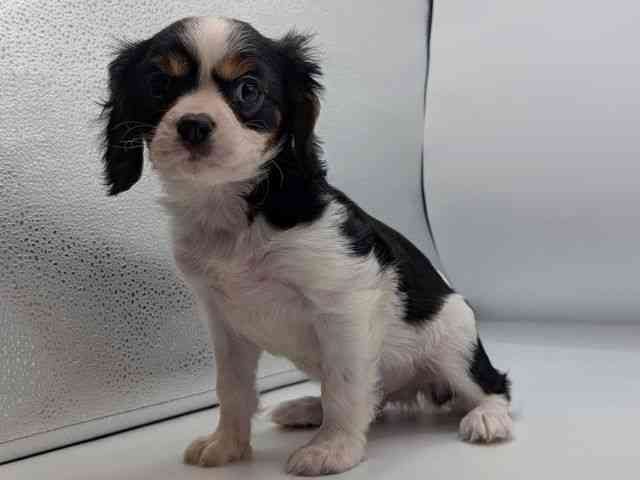 香川県のキャバリアキングチャールズスパニエル (ひごペットフレンドリーゆめタウン高松店/2026年2月2日生まれ/男の子/トライカラー)の子犬の2枚目の画像