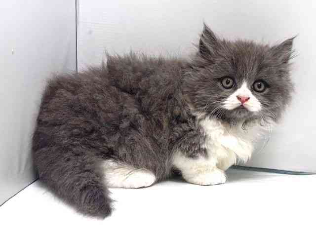 奈良県のマンチカン (ひごペットフレンドリー奈良パワーシティ店/2026年2月4日生まれ/男の子/ブルーホワイト)の子猫の2枚目の画像