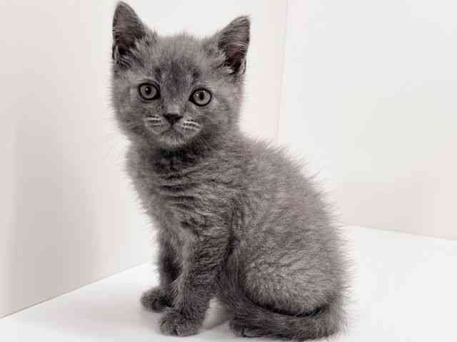 京都府のブリティッシュショートヘアー (ひごペットフレンドリーイズミヤショッピングセンター八幡店/2026年2月2日生まれ/男の子/ブルー)の子猫の2枚目の画像