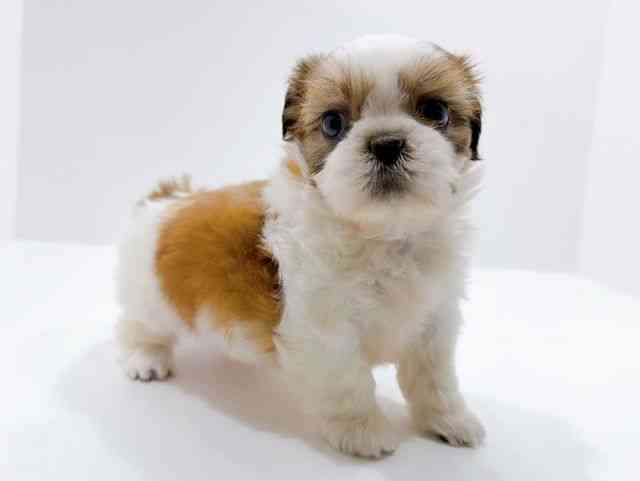 広島県のシーズー (ひごペットフレンドリーフジグラン神辺店/2026年2月7日生まれ/男の子/ホワイトゴールド)の子犬の2枚目の画像