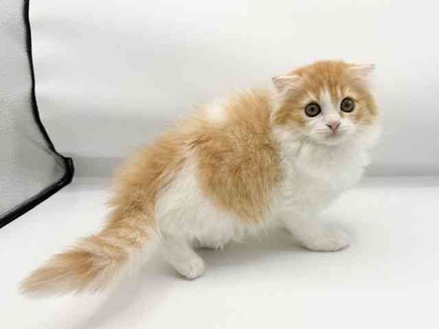 大阪府のスコティッシュフォールド (ひごペットフレンドリーららぽーとEXPOCITY店/2026年2月5日生まれ/女の子/レッドタビーホワイト)の子猫の2枚目の画像
