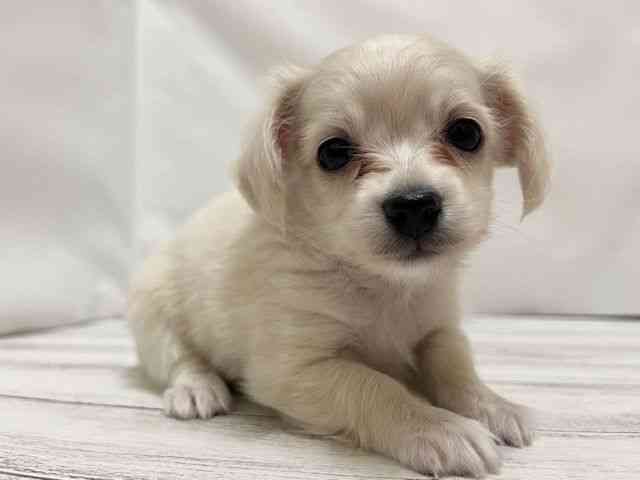 和歌山県のポメックス(ポメラニアン×ダックス) (ひごペットフレンドリーパームシティ和歌山店/2026年2月7日生まれ/男の子/クリーム)の子犬の2枚目の画像