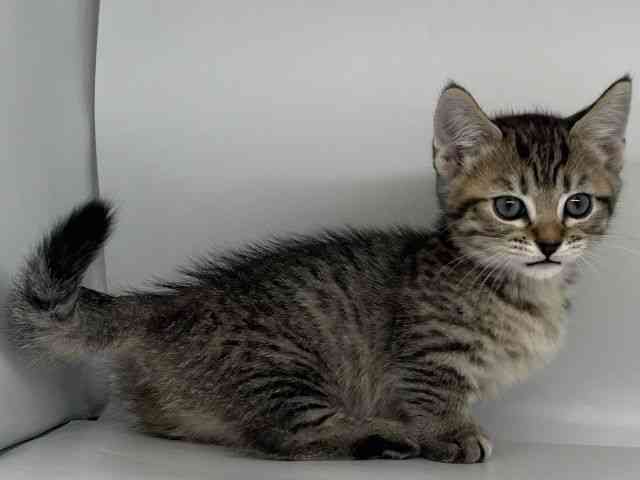 徳島県のミヌエット (ひごペットフレンドリーゆめタウン徳島店/2026年2月7日生まれ/女の子/ブラウンパッチドマッカレルタビー)の子猫の2枚目の画像