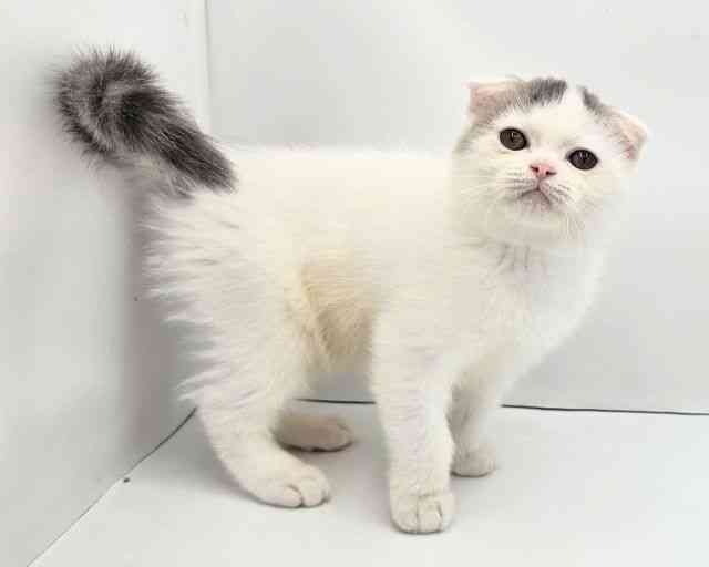 兵庫県のフォールデックス (ひごペットフレンドリークラウンパーク伊丹店/2026年1月17日生まれ/男の子/ブルーホワイト)の子猫の2枚目の画像