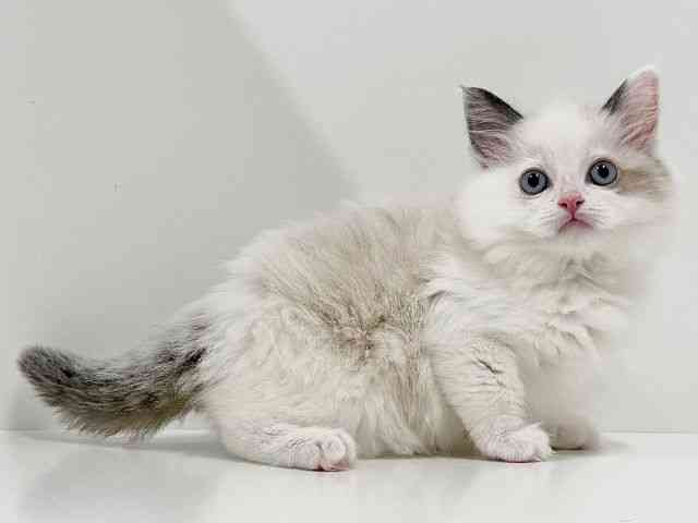奈良県のラグドール (ひごペットフレンドリーイオンモール橿原ウエスト・ビレッジ店/2026年2月5日生まれ/男の子/シールポイントバイカラー)の子猫の2枚目の画像