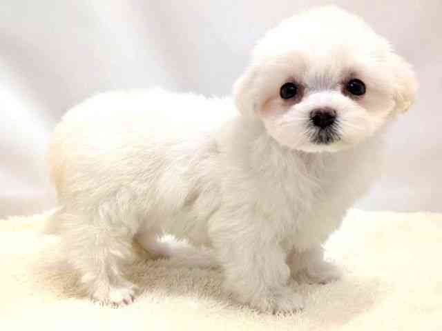 広島県のマルチーズ (ひごペットフレンドリーゆめタウン廿日市店/2026年2月8日生まれ/女の子/ホワイト)の子犬の2枚目の画像