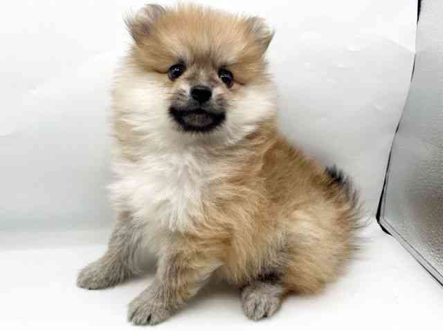 奈良県のポメラニアン (ひごペットフレンドリートナリエ大和高田店/2026年2月8日生まれ/男の子/オレンジ)の子犬の2枚目の画像