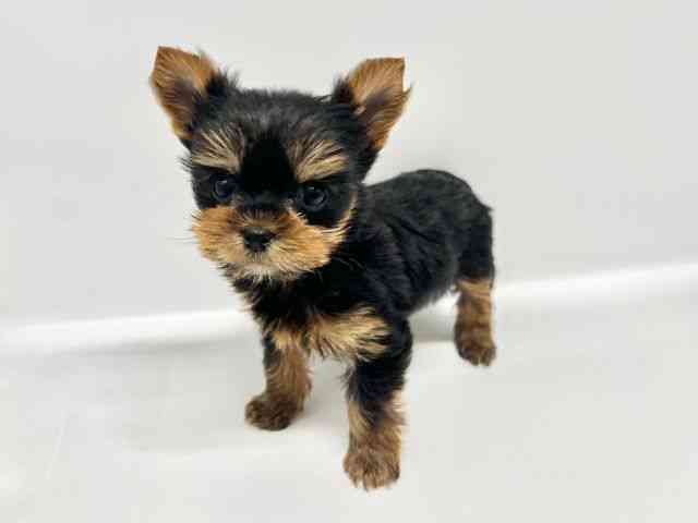 大阪府のヨークシャーテリア (ひごペットフレンドリーイオンタウン豊中庄内店/2026年2月6日生まれ/女の子/スチールブルータン)の子犬の2枚目の画像