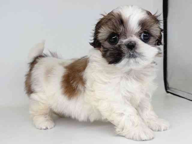 大阪府のシーズー (ひごペットフレンドリー瓜破店/2026年2月5日生まれ/女の子/ゴールドホワイト)の子犬の2枚目の画像