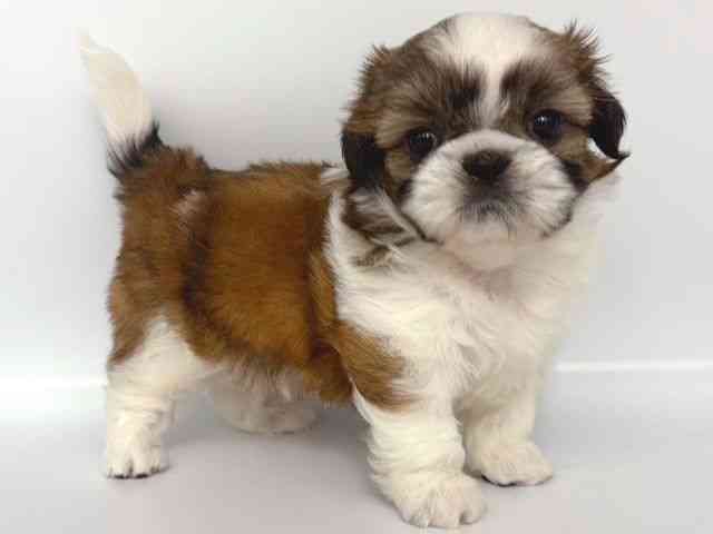 大阪府のシーズー (ひごペットフレンドリー岸和田店/2026年2月7日生まれ/男の子/ホワイトゴールド)の子犬の2枚目の画像