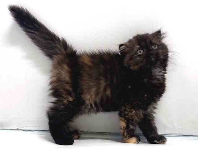 奈良県のスコティッシュフォールド (ひごペットフレンドリー奈良パワーシティ店/2026年2月6日生まれ/女の子/トーティー)の子猫の2枚目の画像