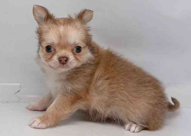 鳥取県のチワワ(ロング) (ひごペットフレンドリーイオンモール鳥取北店/2026年2月7日生まれ/男の子/チョコレートフォーン)の子犬の2枚目の画像