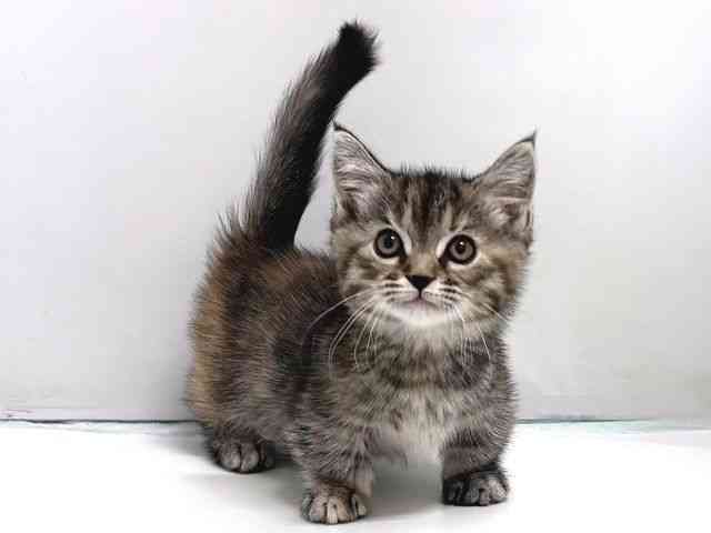 奈良県のミヌエット (ひごペットフレンドリー奈良パワーシティ店/2026年2月6日生まれ/女の子/ブラウンパッチドマッカレルタビーホワイト)の子猫の2枚目の画像