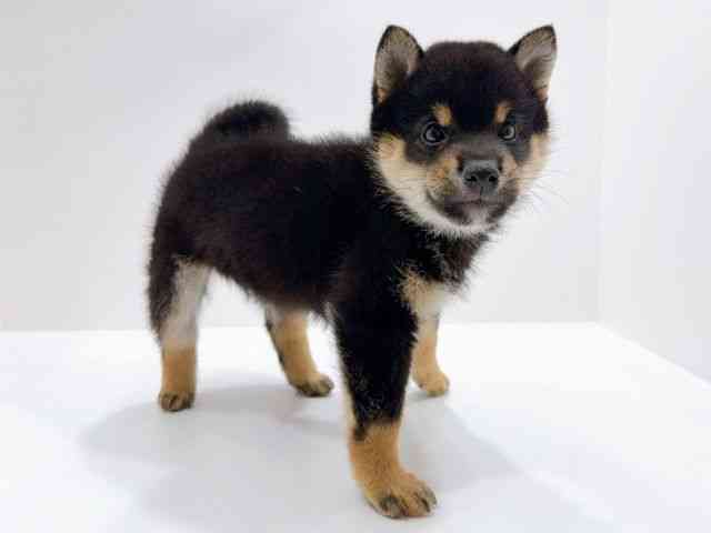 広島県の柴犬(標準サイズ) (ひごペットフレンドリーフジグラン神辺店/2026年2月8日生まれ/男の子/黒)の子犬の2枚目の画像