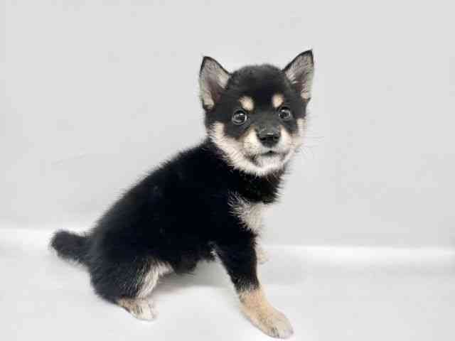 大阪府の柴犬(標準サイズ) (ひごペットフレンドリーイオンタウン豊中庄内店/2026年2月6日生まれ/男の子/黒)の子犬の2枚目の画像