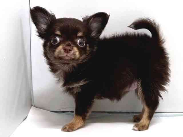 奈良県のチワワ(ロング) (ひごペットフレンドリー奈良パワーシティ店/2026年2月6日生まれ/女の子/チョコレートクリーム)の子犬の2枚目の画像