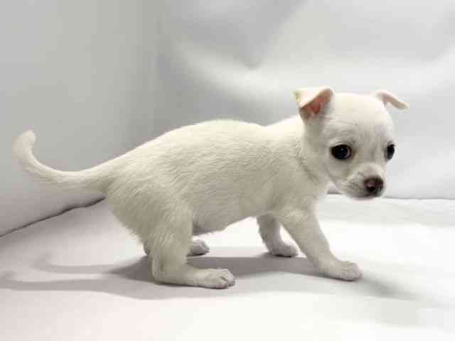 愛媛県のチワワ(スムース) (ひごペットフレンドリーイオンモール今治新都市店/2026年2月7日生まれ/女の子/ホワイト)の子犬の2枚目の画像