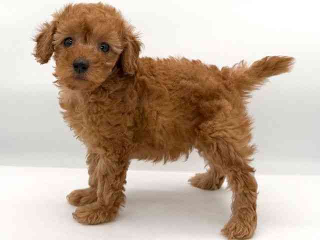 大阪府のトイプードル(トイ) (ひごペットフレンドリーイオンそよら海老江店/2026年2月7日生まれ/男の子/レッドフォーン)の子犬の2枚目の画像