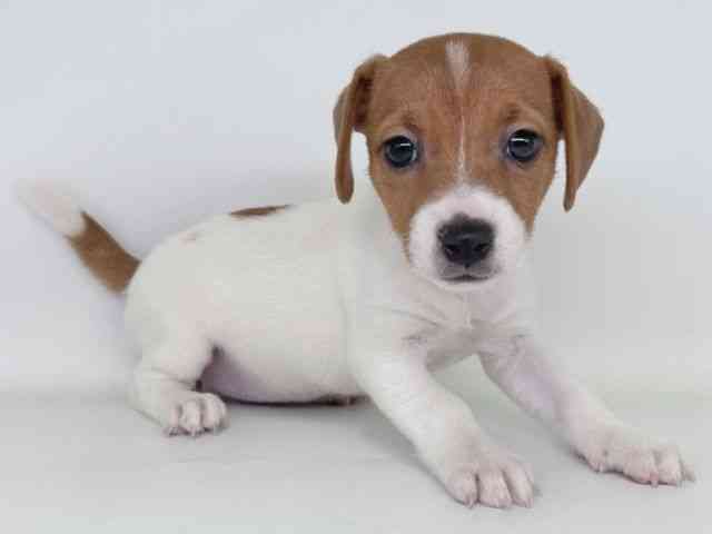 大阪府のジャックラッセルテリア (ひごペットフレンドリー瓜破店/2026年2月7日生まれ/女の子/ホワイトタン)の子犬の2枚目の画像