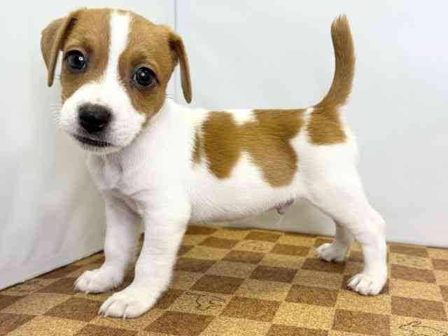 愛媛県のジャックラッセルテリア (ひごペットフレンドリーエミフルMASAKI店/2026年2月7日生まれ/男の子/ホワイトタン)の子犬の2枚目の画像