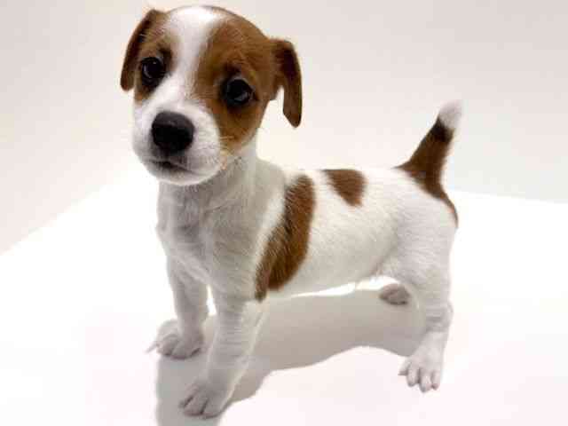 大阪府のジャックラッセルテリア (ひごペットフレンドリーイオン高槻店/2026年2月9日生まれ/男の子/ホワイトタン)の子犬の2枚目の画像