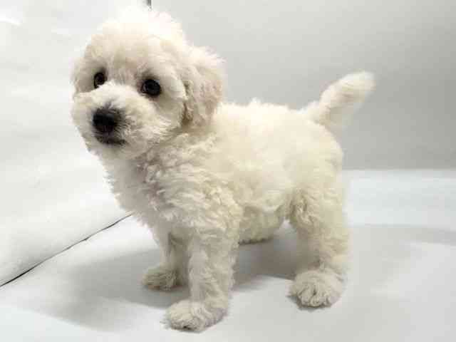 京都府のトイプードル(トイ) (ひごペットフレンドリー京都店/2026年2月7日生まれ/女の子/ホワイト)の子犬の2枚目の画像