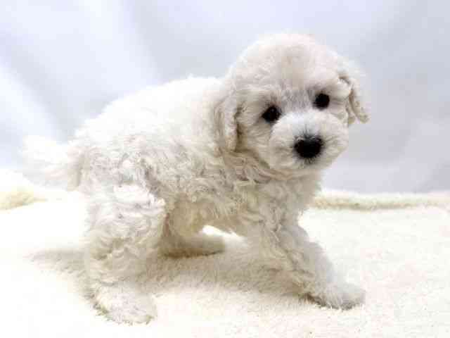 広島県のトイプードル(トイ) (ひごペットフレンドリーゆめタウン廿日市店/2026年2月7日生まれ/男の子/ホワイト)の子犬の2枚目の画像