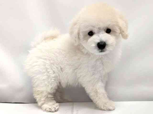 広島県のトイプードル(トイ) (ひごペットフレンドリーゆめタウン廿日市店/2026年2月7日生まれ/男の子/ホワイト)の子犬の2枚目の画像