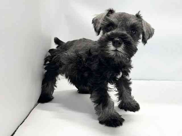 愛媛県のミニチュアシュナウザー (ひごペットフレンドリーイオンモール今治新都市店/2026年2月8日生まれ/女の子/ソルトペッパー)の子犬の2枚目の画像