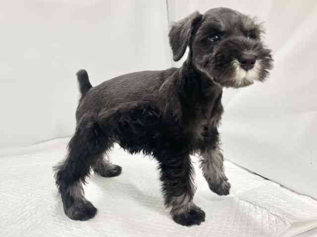 高知県のミニチュアシュナウザー (ひごペットフレンドリーイオンモール高知店/2026年2月7日生まれ/男の子/ブラックシルバー)の子犬の2枚目の画像