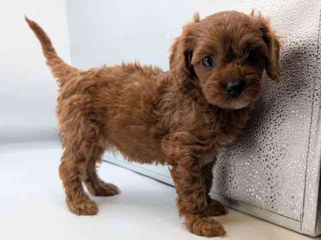 香川県のキャバプー(キャバリア×プードル) (ひごペットフレンドリーゆめタウン高松店/2026年2月9日生まれ/女の子/レッド)の子犬の2枚目の画像