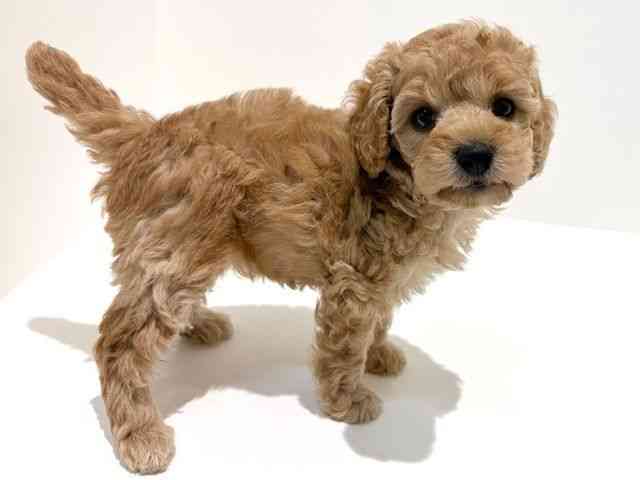 大阪府のトイプードル(トイ) (ひごペットフレンドリーイオン高槻店/2026年2月8日生まれ/女の子/オレンジフォーン)の子犬の2枚目の画像