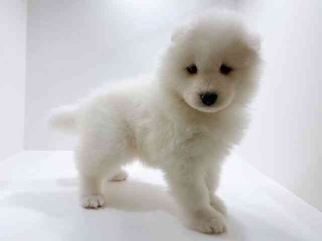 広島県のサモエド (ひごペットフレンドリーフジグラン神辺店/2026年2月8日生まれ/女の子/ホワイト)の子犬の2枚目の画像