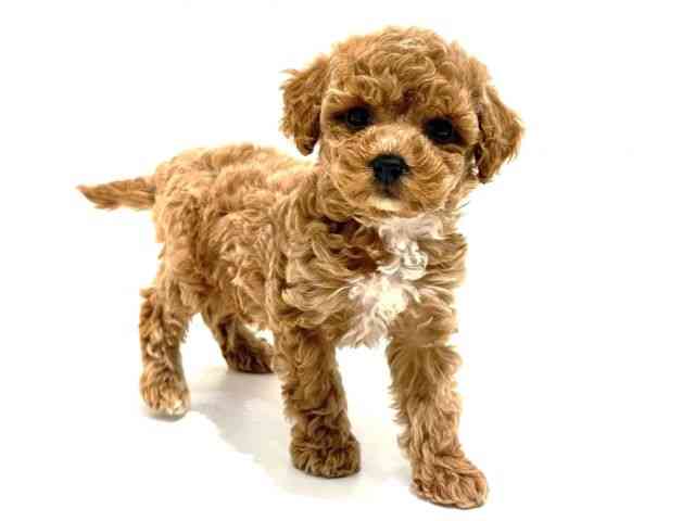 大阪府のトイプードル(トイ) (ひごペットフレンドリーイオン高槻店/2026年2月5日生まれ/女の子/アプリコット)の子犬の2枚目の画像