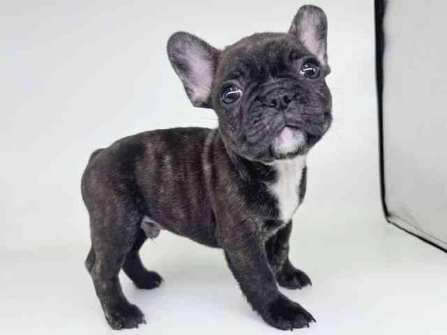 大阪府のフレンチブルドッグ (ひごペットフレンドリー瓜破店/2026年2月7日生まれ/男の子/ブリンドル)の子犬の2枚目の画像