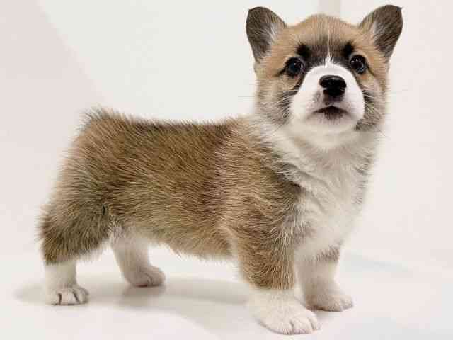 奈良県のウェルシュコーギーペンブローク (ひごペットフレンドリーイオンモール橿原ウエスト・ビレッジ店/2026年2月8日生まれ/男の子/レッドホワイト)の子犬の2枚目の画像