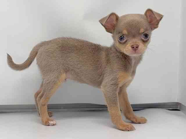 京都府のチワワ(スムース) (ひごペットフレンドリー洛北阪急スクエア店/2026年2月6日生まれ/男の子/イザベラタン)の子犬の2枚目の画像