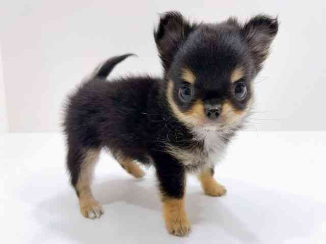 広島県のチワワ(ロング) (ひごペットフレンドリーフジグラン神辺店/2026年2月2日生まれ/女の子/ブラックタンホワイト)の子犬の2枚目の画像