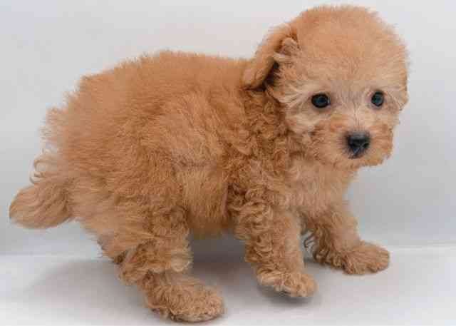 島根県のトイプードル(トイ) (ひごペットフレンドリーイオン松江ショッピングセンター店/2026年2月9日生まれ/男の子/オレンジフォーン)の子犬の2枚目の画像