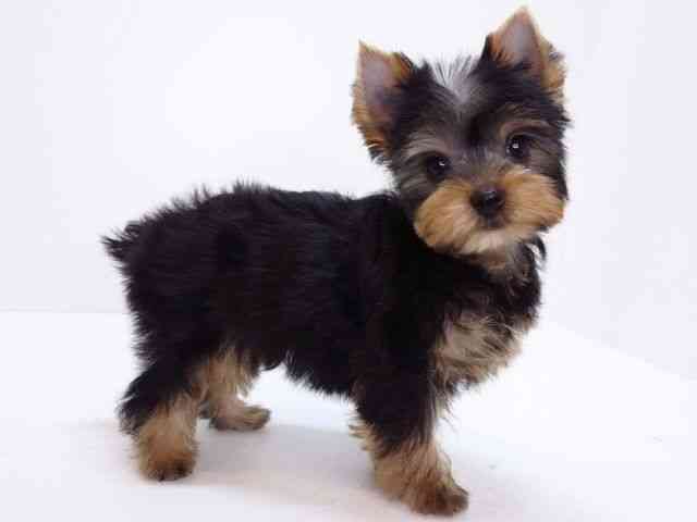 大阪府のヨークシャーテリア (ひごペットフレンドリーいこらもーる泉佐野店/2026年2月9日生まれ/男の子/スチールブルータン)の子犬の2枚目の画像