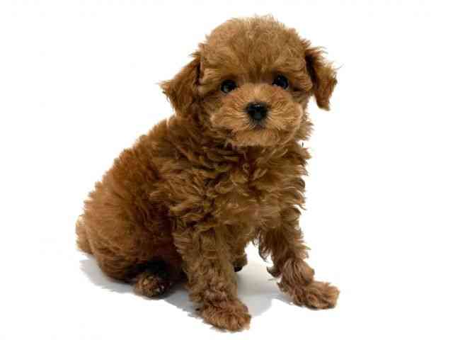 大阪府のトイプードル(トイ) (ひごペットフレンドリーイオン高槻店/2026年2月9日生まれ/男の子/レッド)の子犬の2枚目の画像