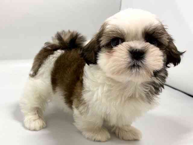 京都府のシーズー (ひごペットフレンドリー京都店/2026年2月9日生まれ/男の子/ゴールドホワイト)の子犬の2枚目の画像