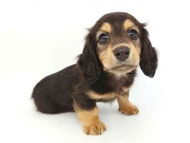 大阪府のミニチュアダックスフンド(ロング) (ひごペットフレンドリー泉ヶ丘店/2026年2月8日生まれ/男の子/ブラックタン)の子犬の2枚目の画像