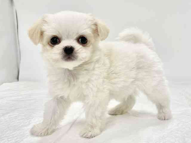 高知県のチワマル/マルチワ(チワワ×マルチーズ) (ひごペットフレンドリーイオンモール高知店/2026年2月8日生まれ/男の子/ホワイトクリーム)の子犬の2枚目の画像